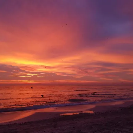 Lotus Mamaia